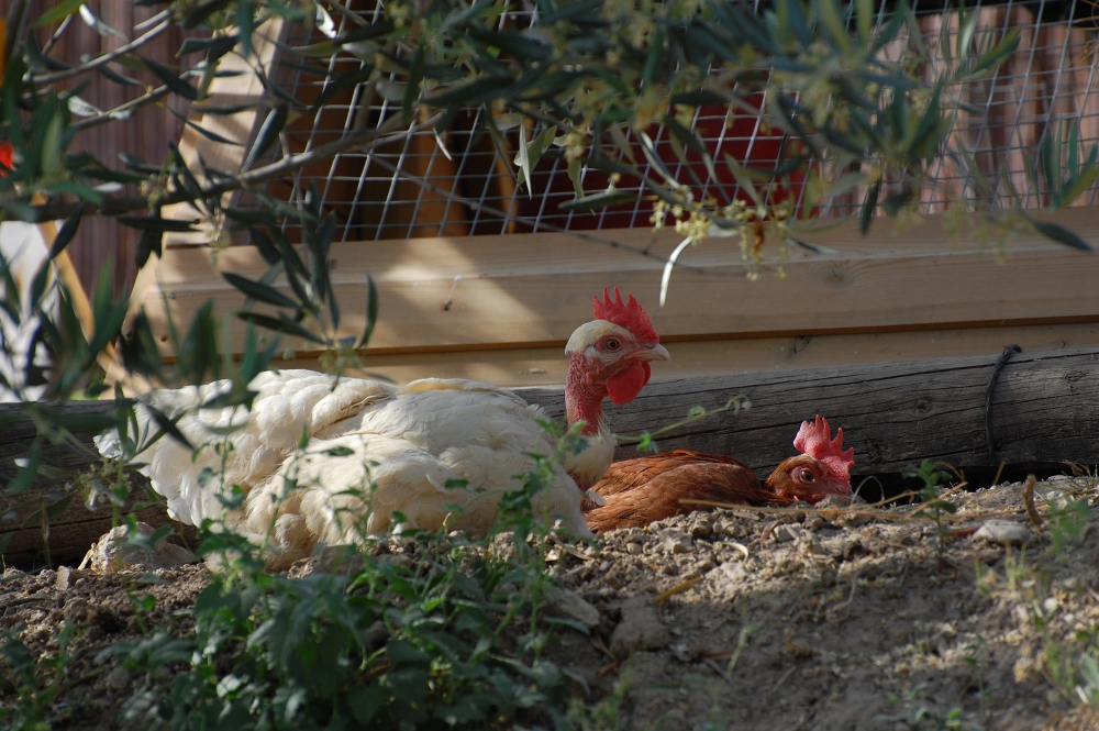 Bully and Blanca having a dust bath