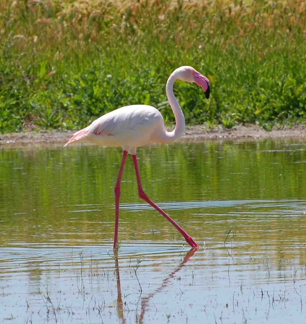 One Flamingo out of many thousand