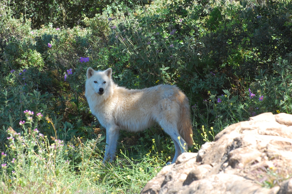 Alaska Tundra Wolf
