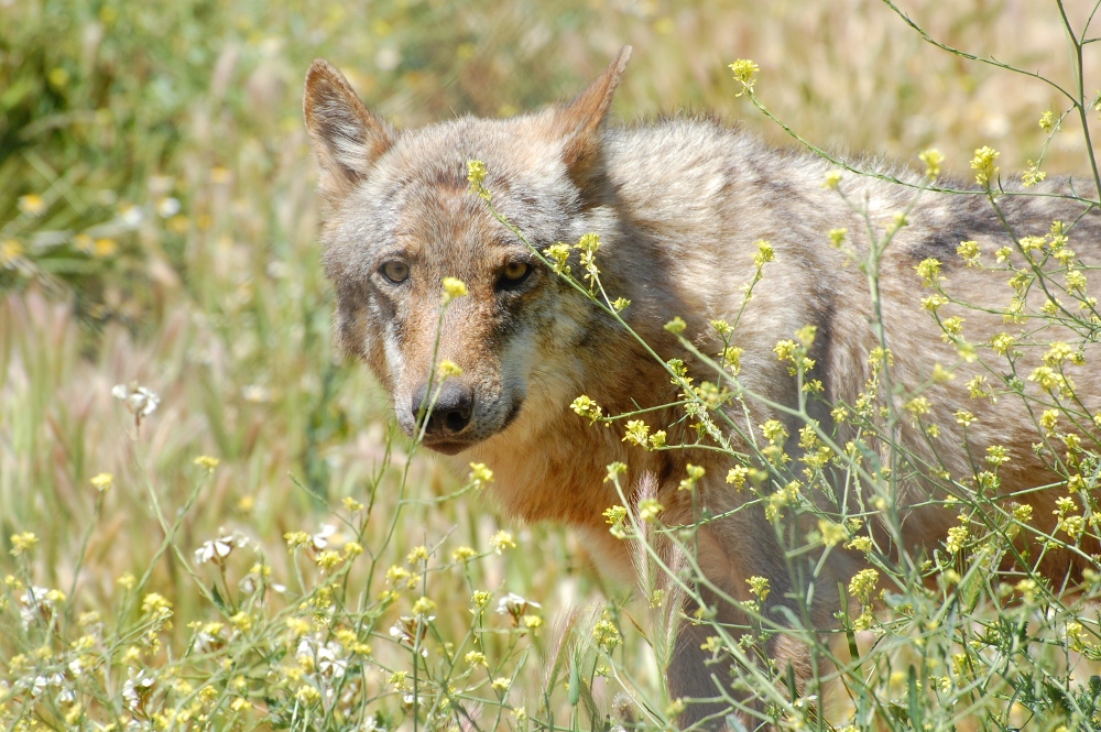 Iberian Wolf