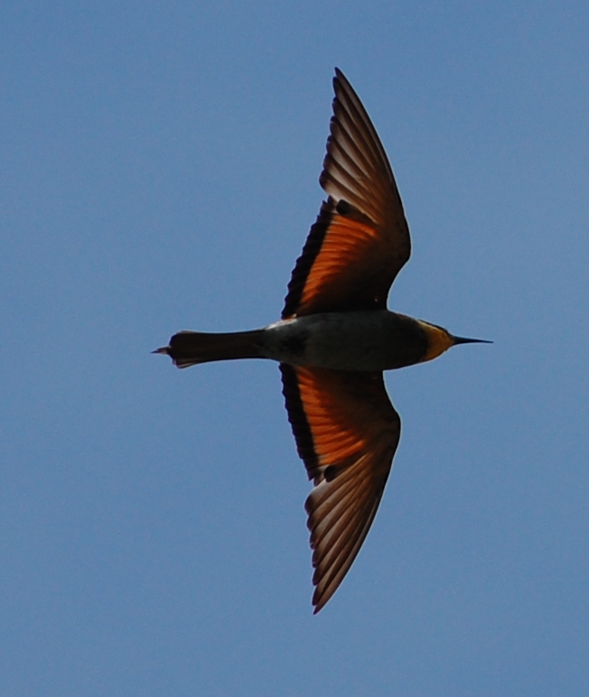 Bee Eater