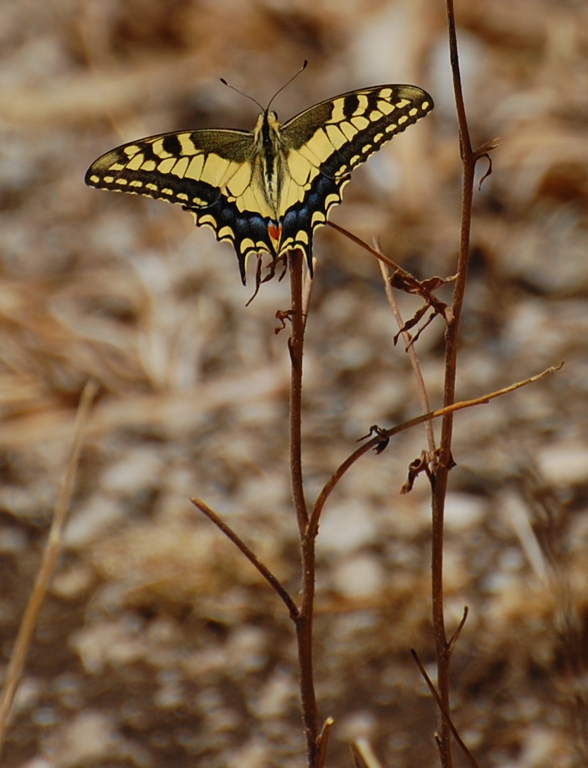 Swallowtail Butterfly