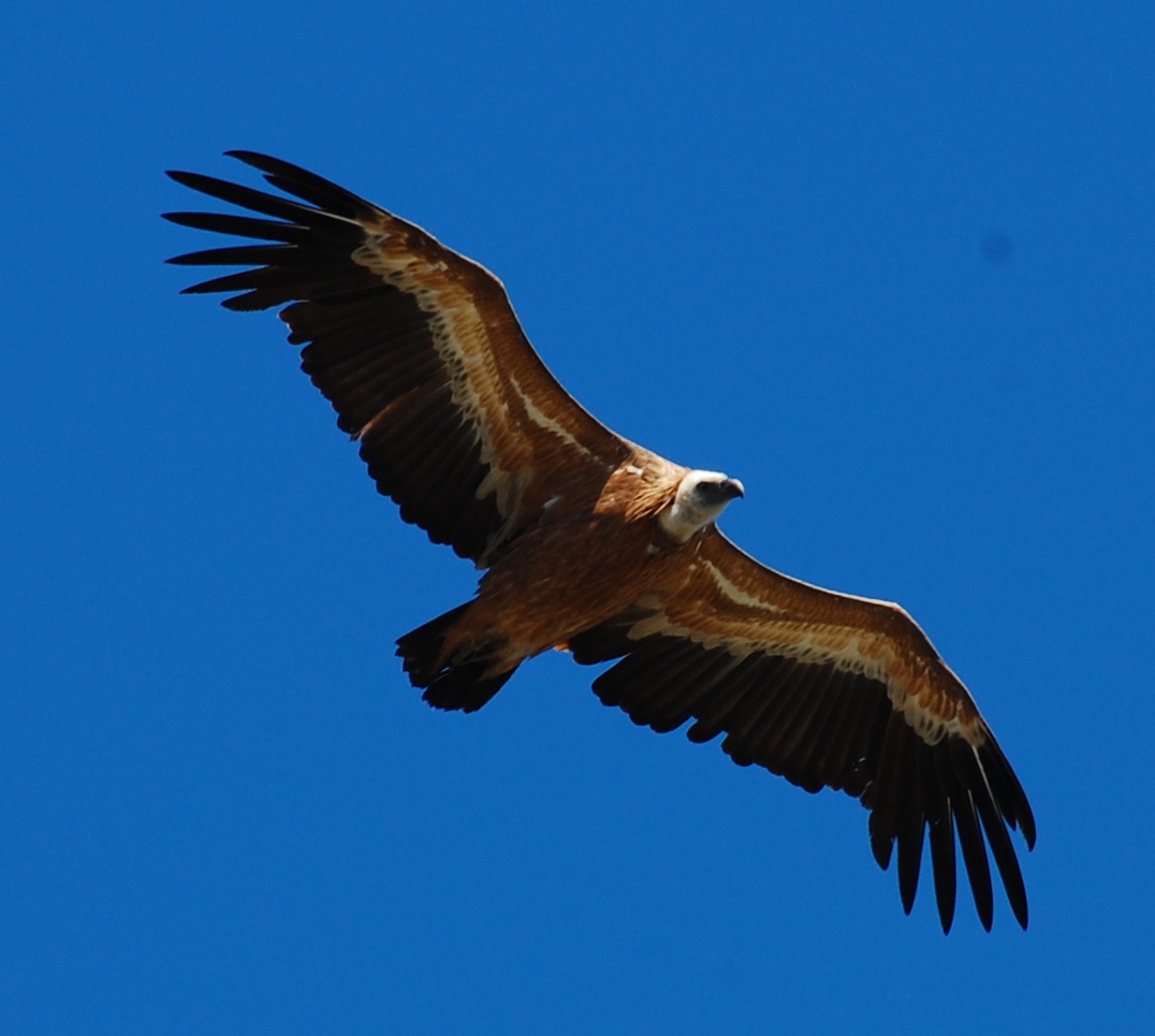 Griffon Vulture