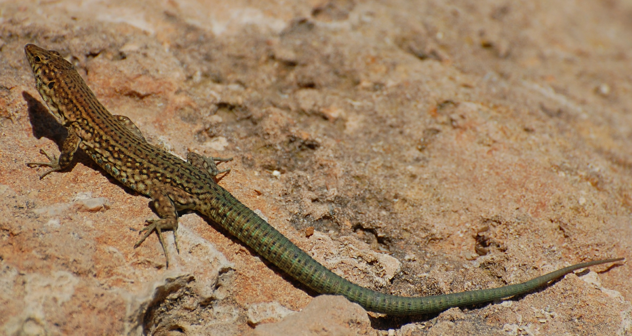 One of the many hundreds of endemic Lilford's Wall Lizards on Dragonera