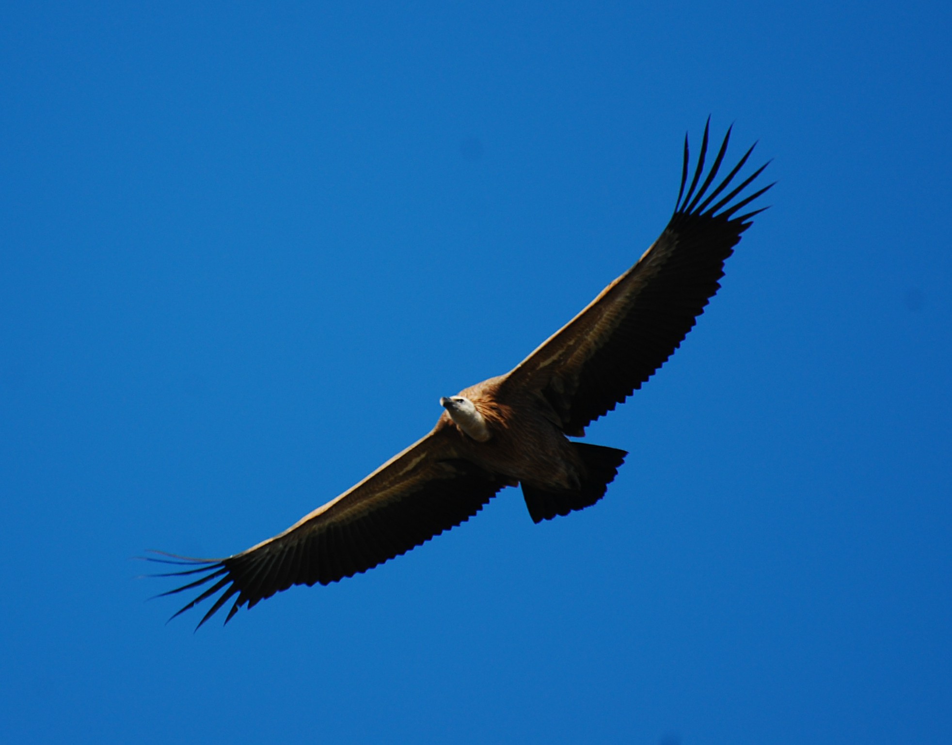 Yes I know another picture of a Griffon Vulture but I love these birds