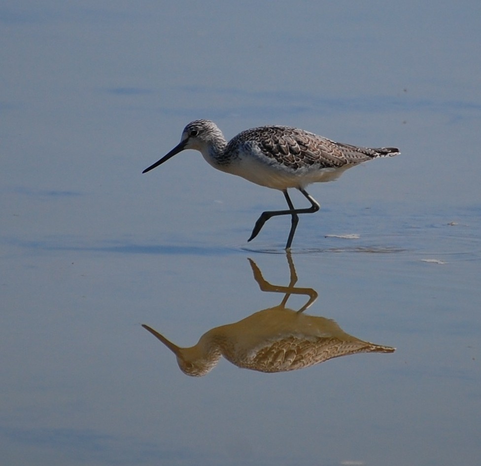 Nice Greenshank