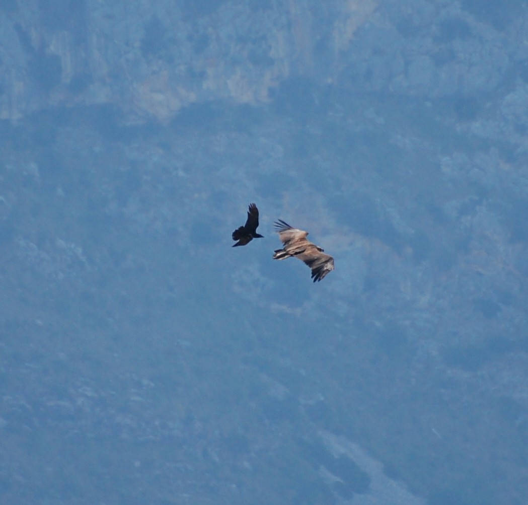 Didnt get treated to close up views of the Black Vultures this time but did see them getting chased away by some Ravens!