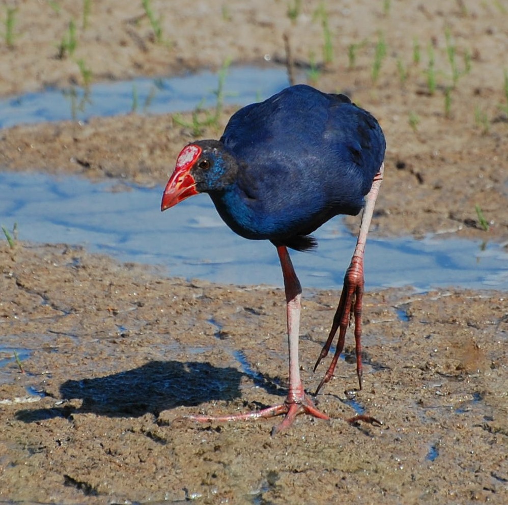 A strange looking one this. Its a Purple Swamp-hen