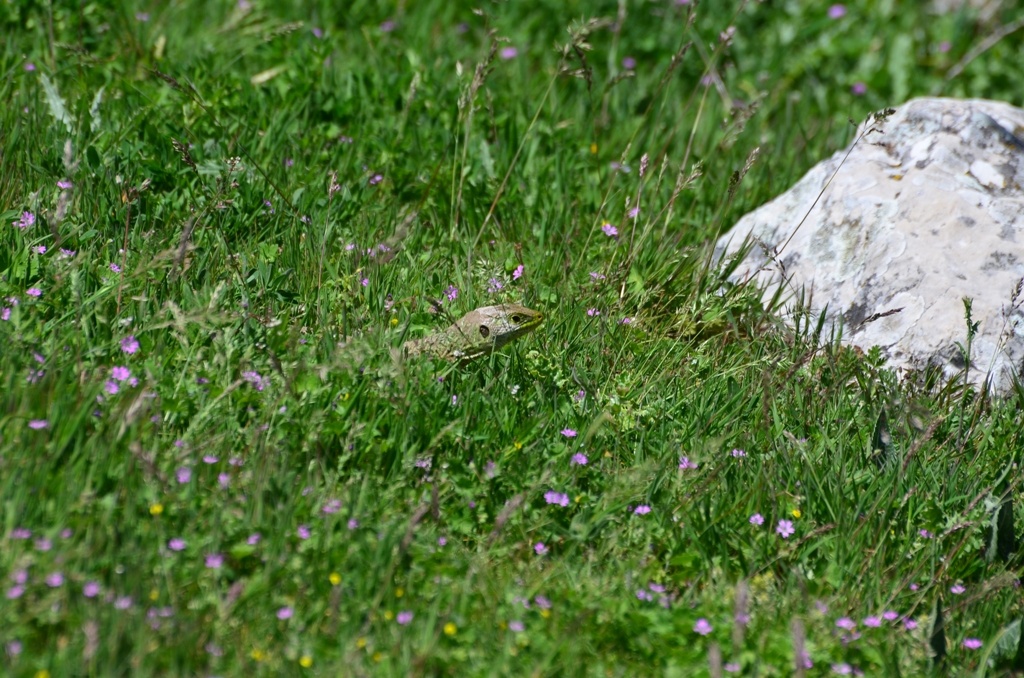 Lizard - Don't mind me I'm just heading over here