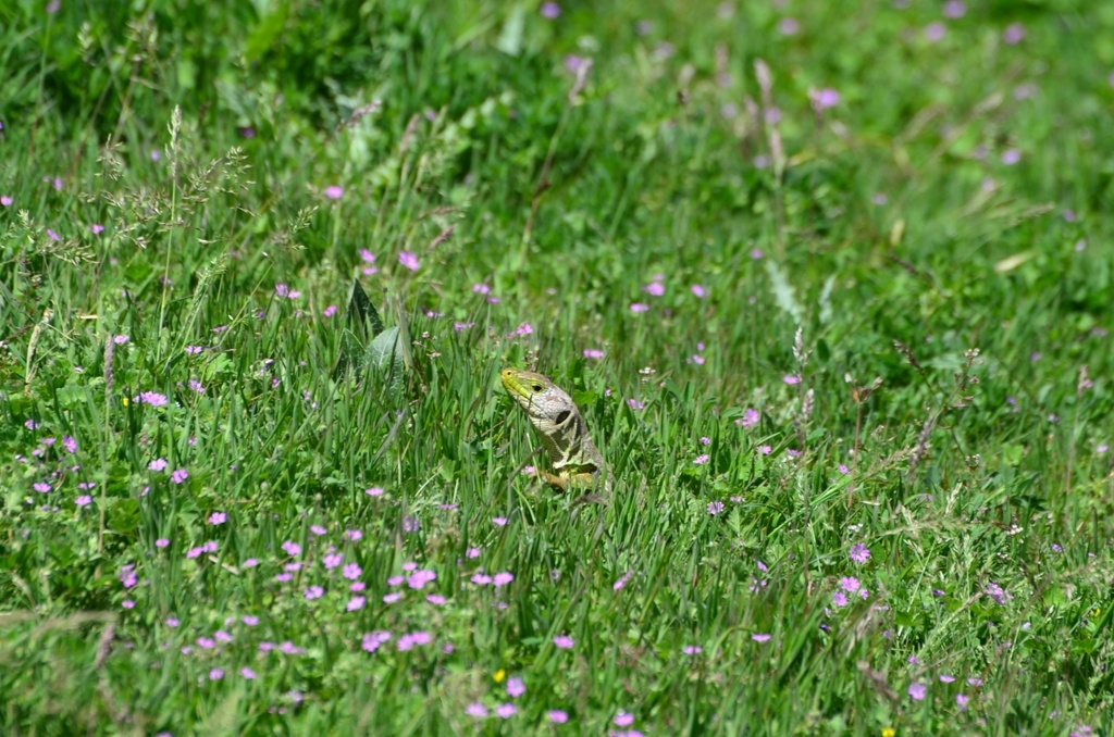 Lizard - Ha fooled you, I'm going this direction instead