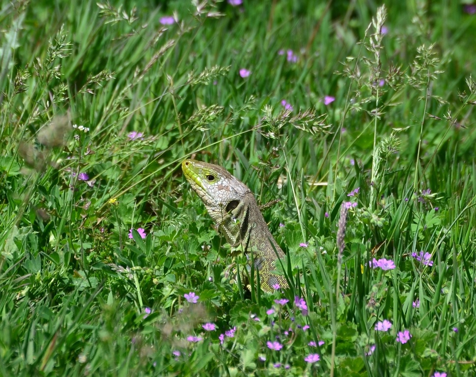 Lizard - I'm not sure I like having this camera in my face
