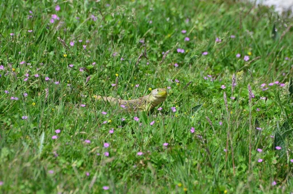 Lizard - Change of direction again, I'm heading over here now, don't mind me