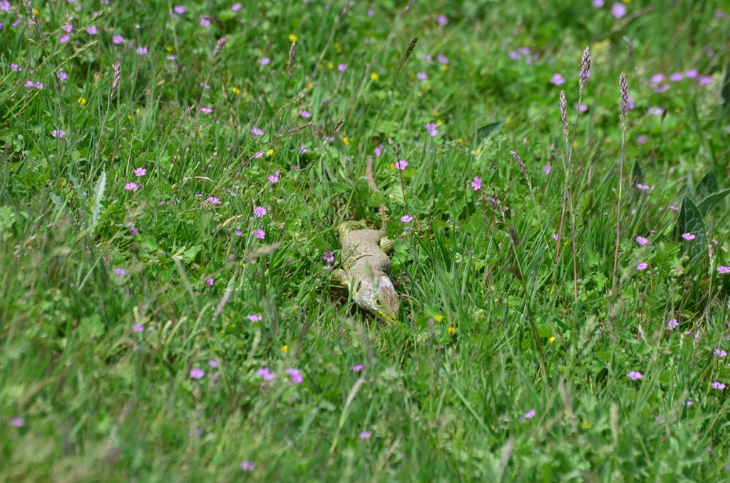Lizard - Just pretend you can't see me