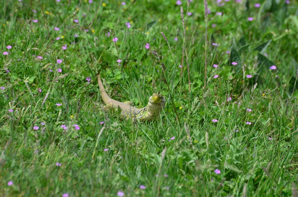 Lizard - I'm smiling for your camera