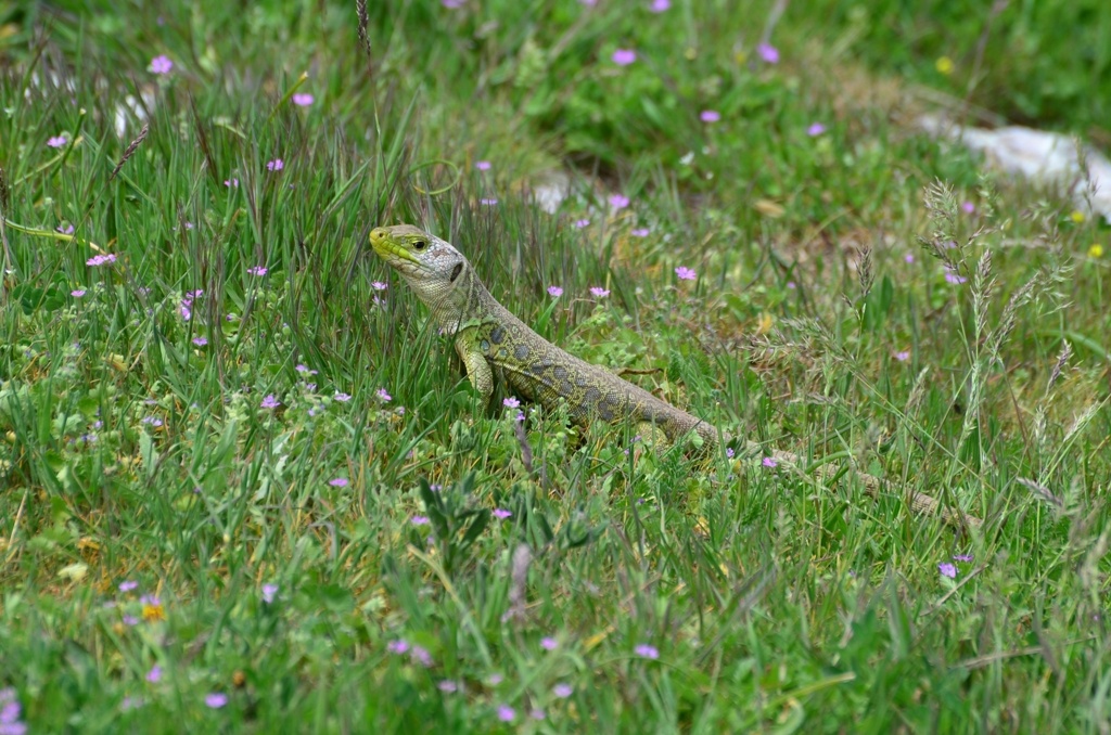 Lizard - I don't want banana anymore, I'm off to see what's over here. Me - You be careful out there in the open