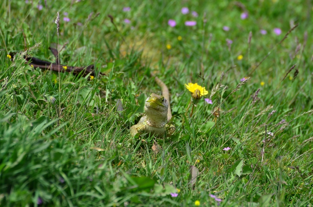 Lizard - Just kidding, of course I want banana