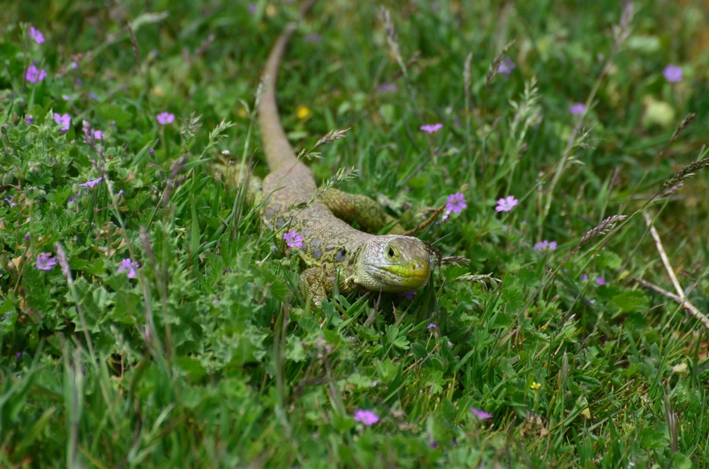 Lizard - I'm on way