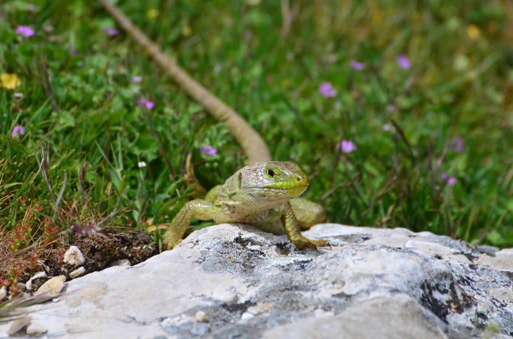 Lizard - So come on where is it. Me - Well you took your time, I've put it in a crack in the rock to keep you safe