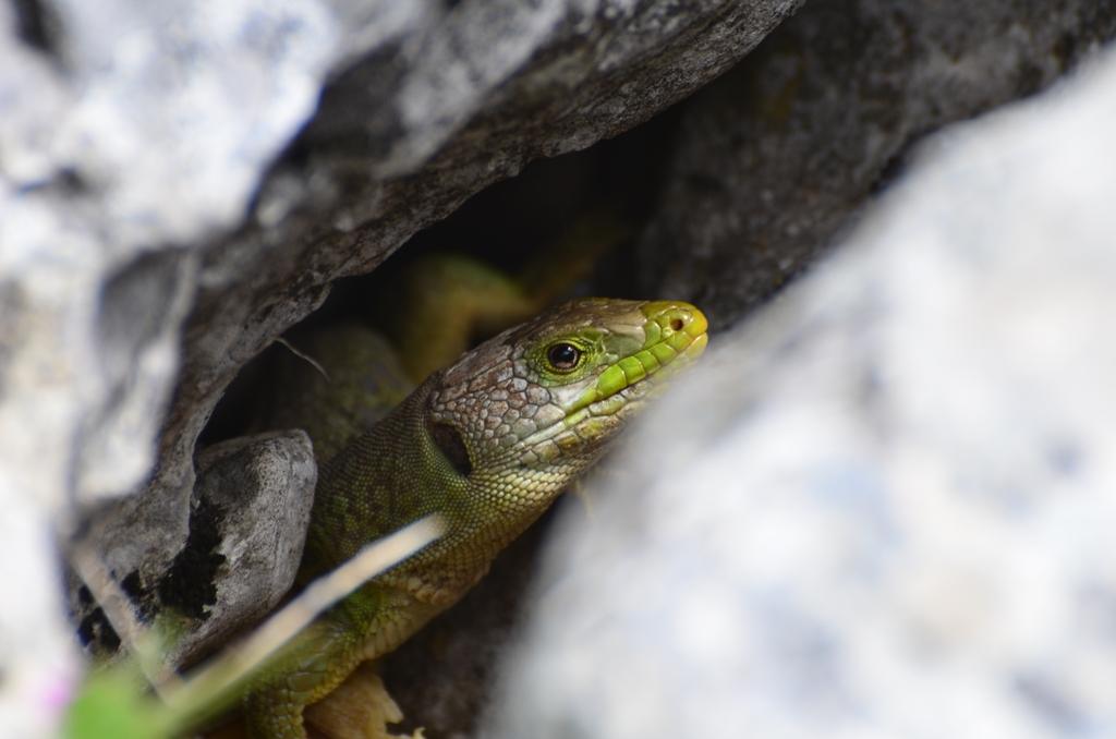 Lizard - That's a great idea thanks