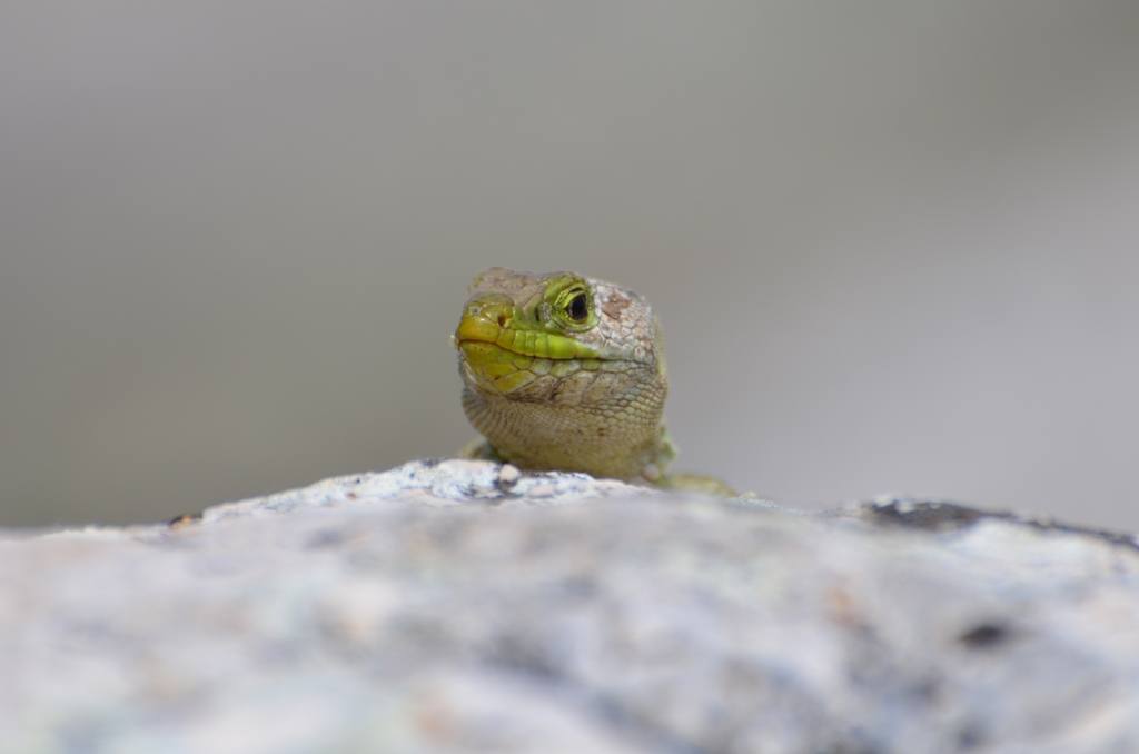 Lizard - Boo made you jump