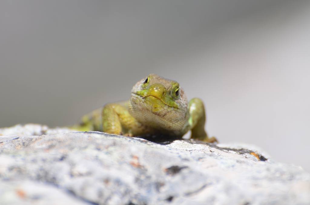 Lizard - Is that an apple I see in your bag