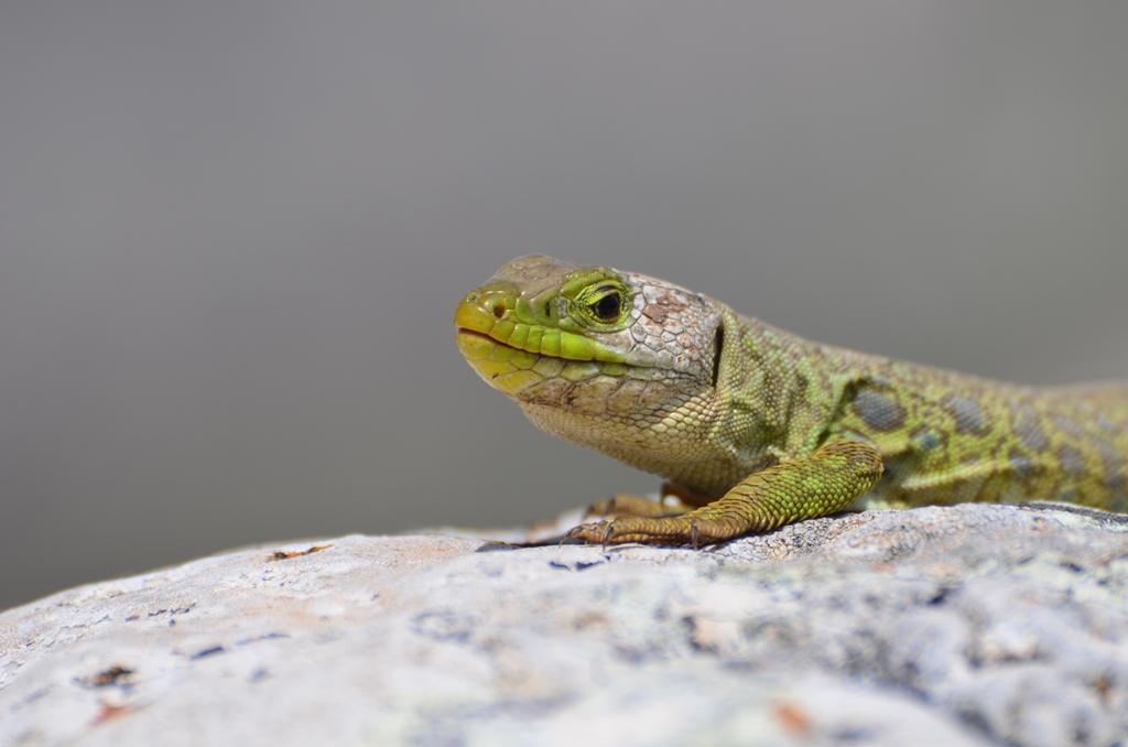 Lizard - I do really really like apple
