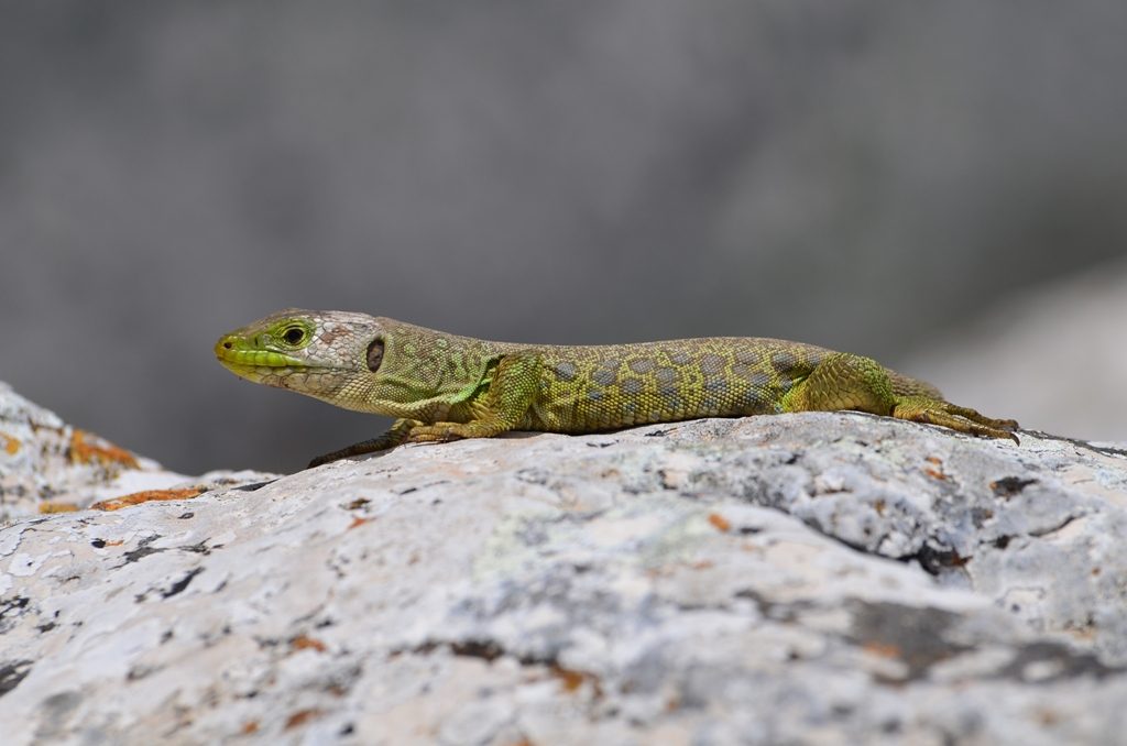 Lizard - Take the shot and I'll do you deal
