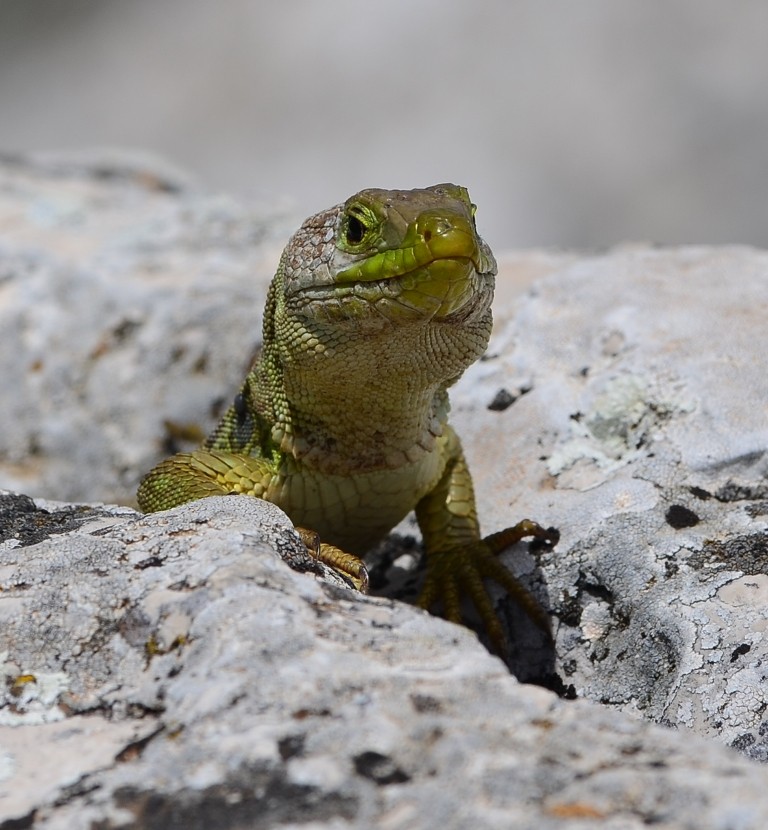 Lizard - How is this