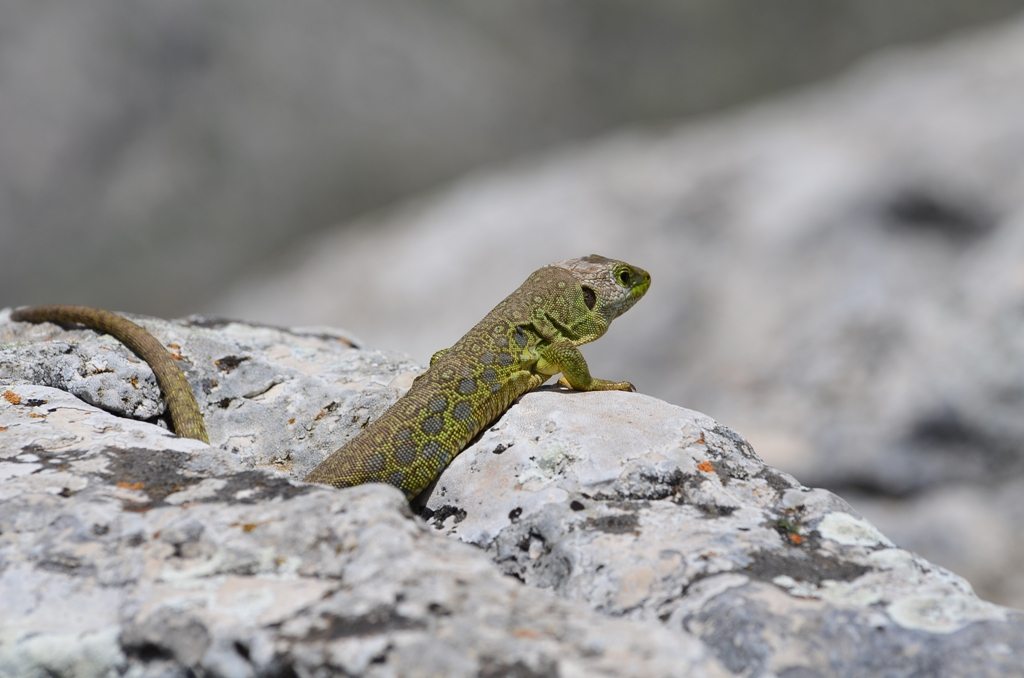 Lizard - Right that's it I am off if you are not giving me apple. Me - okay be safe out there and nice to meet you