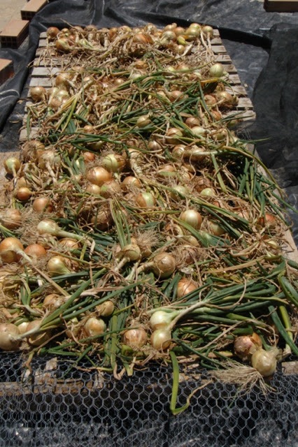 Onions were also grown through out winter / spring which we are still eating. We were too late in planting for summer so missed out there