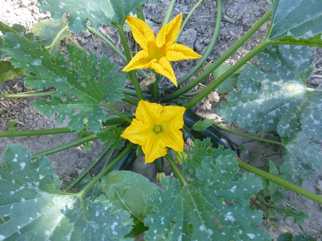 The courgettes are doing great as always