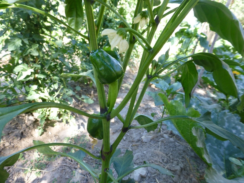 We think we brought red bell peppers but I guess time will tell