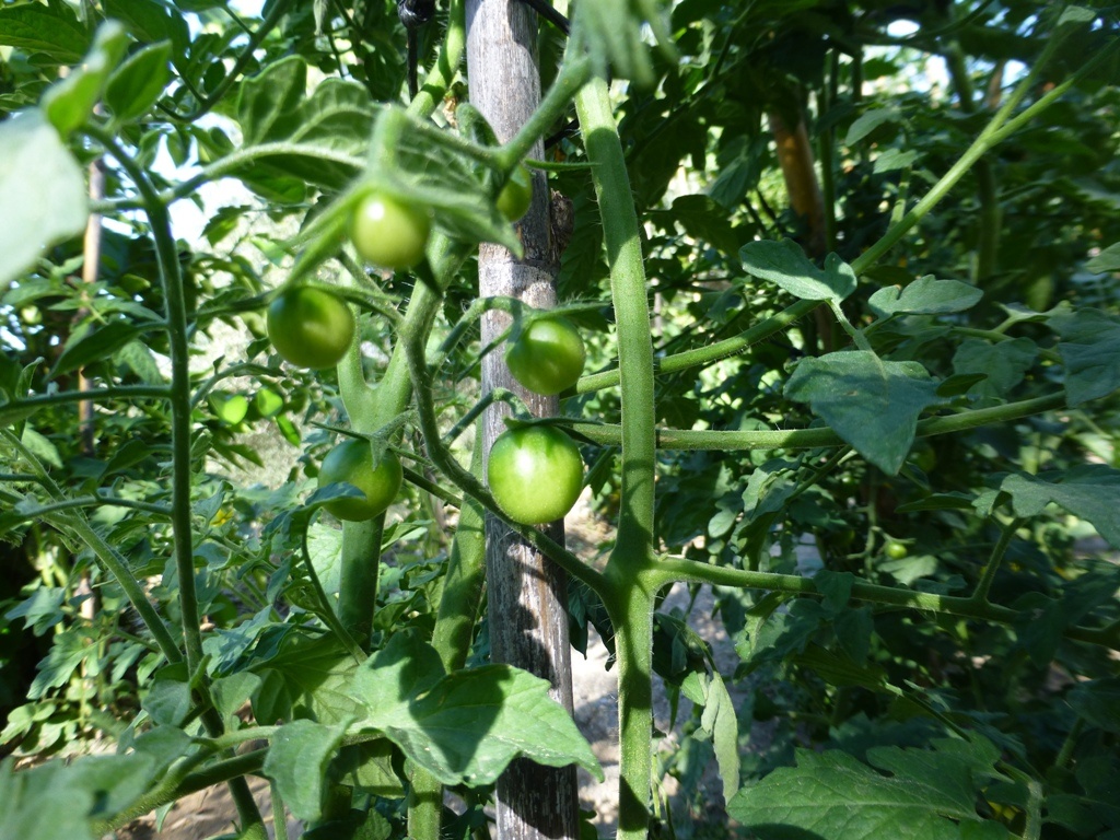 Young tomatoes. Think we went a little over the top on the tomato plants. Send your tomato recipes