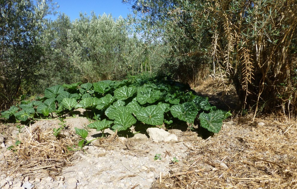 This is what the pumpkin and squash look like July 28th. The dogs own supply, they love the stuff!