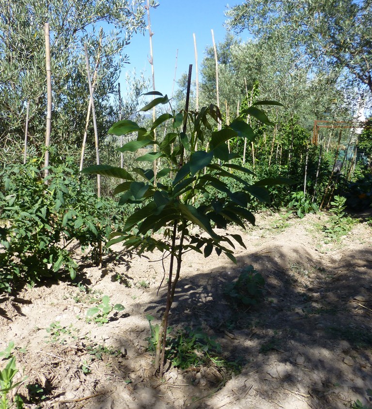 Earlier in the year Pepe gave us some baby walnut trees, look how well this one is doing. Look forward to when it is old enough to give nuts