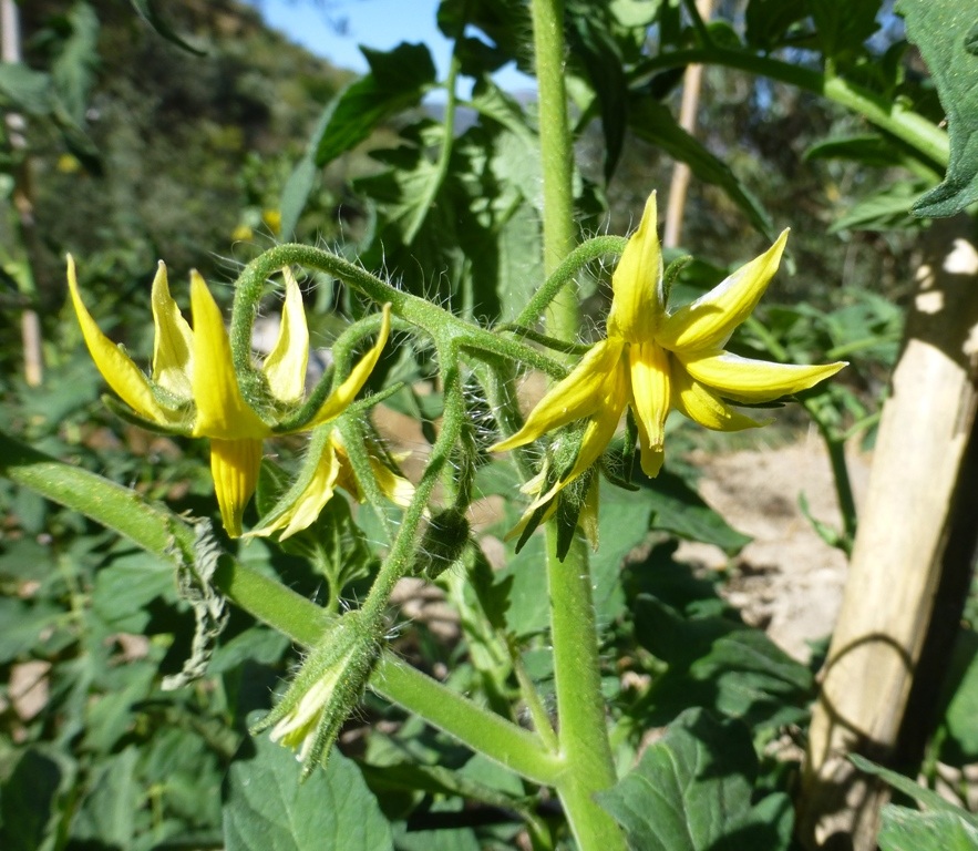 Always amazes me how we get fruit and veg from flowers! Tomatoes in the making