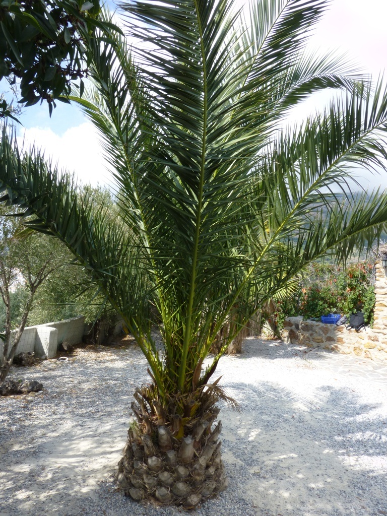 Palm Tree