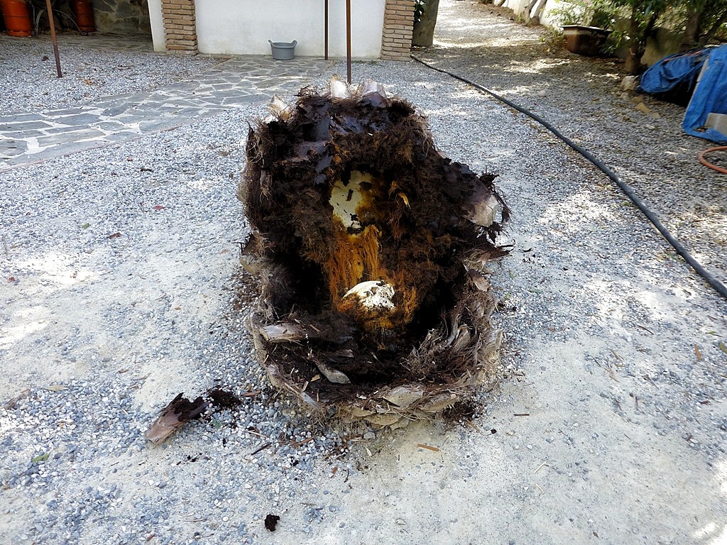 Split Palm