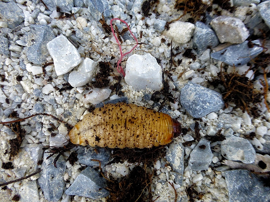 One of the many yucky larva