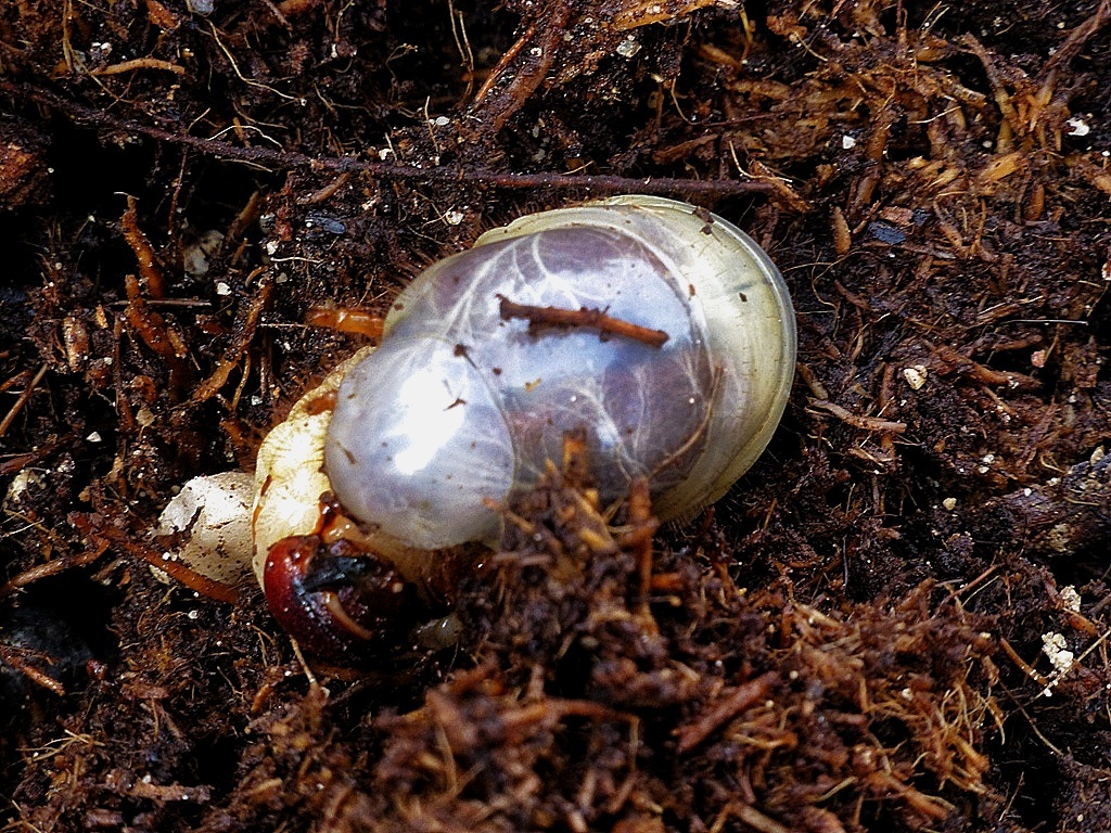 This was the most disgusting of all, an emerging pupa