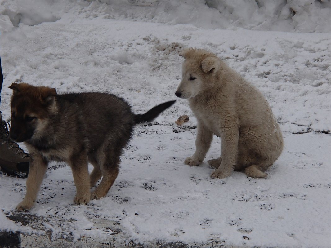 Puppies