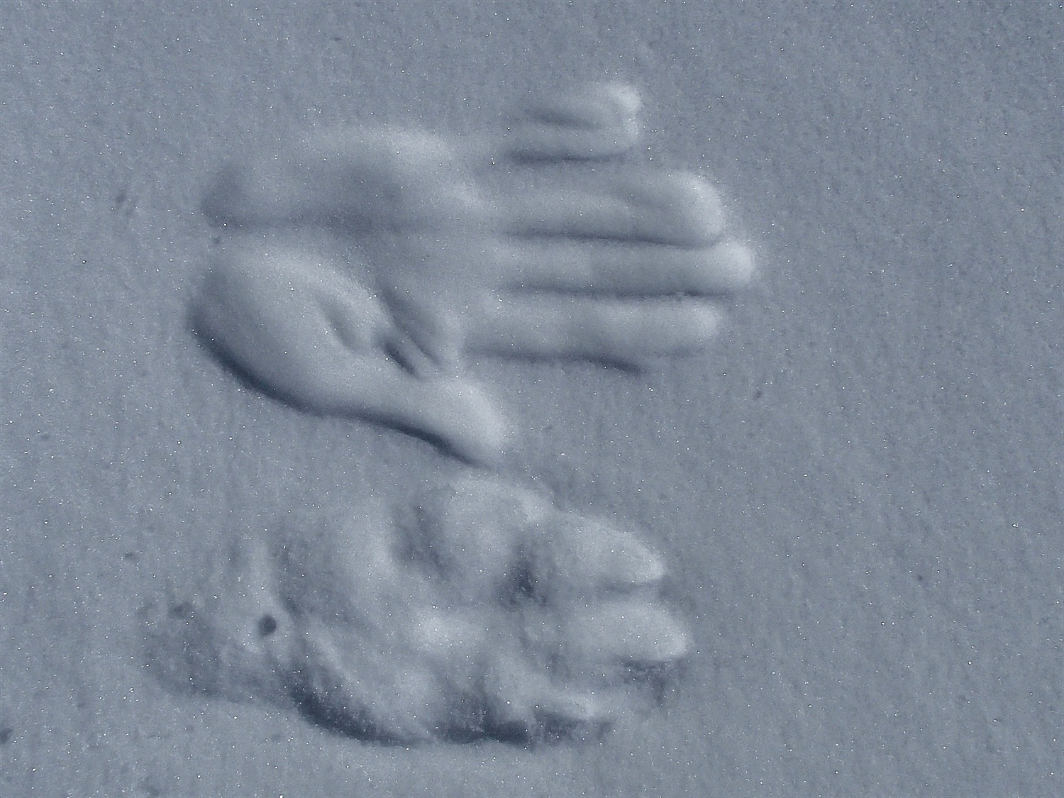 Animal print next to human hand print. Any ideas what it maybe?