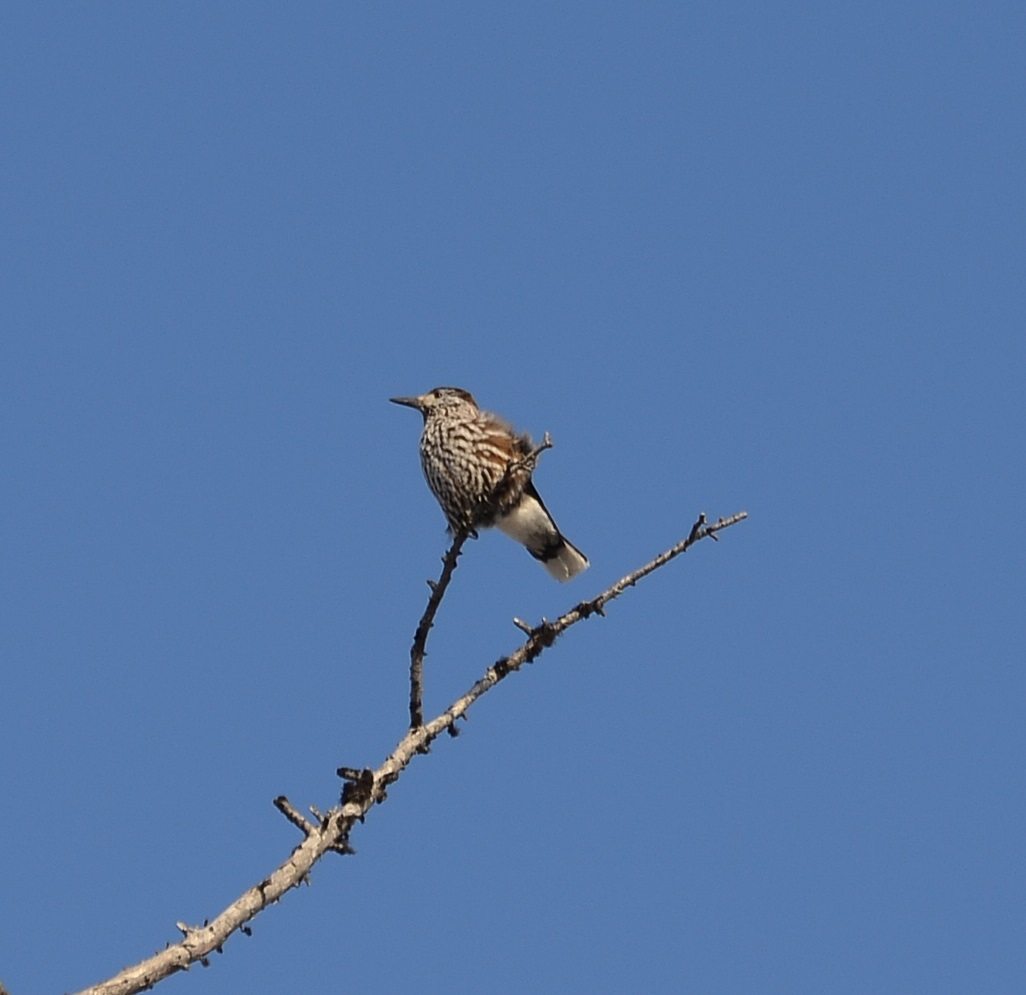 Nothing to do with this part of the blog, but if anyone knows the bird please let me know what it is