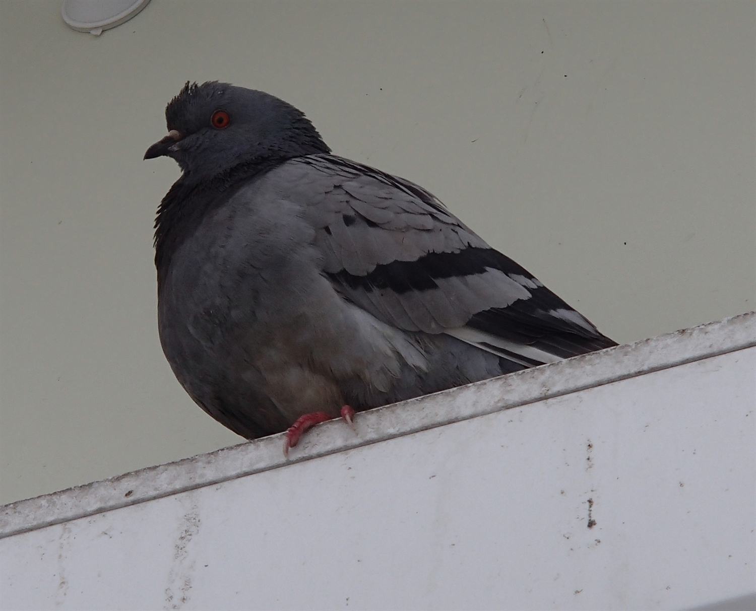 A Russian Pigeon!