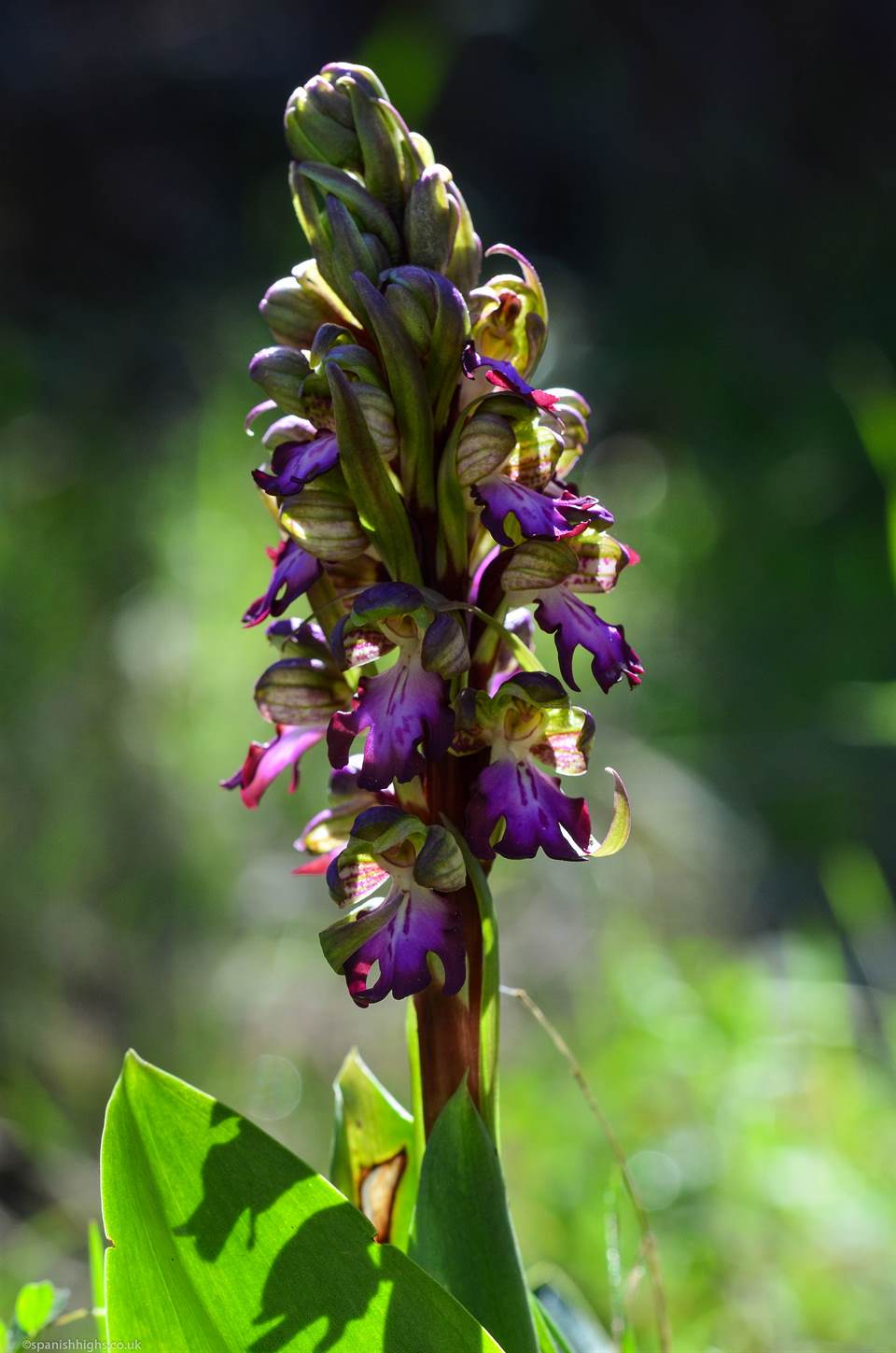 Giant orchid - Himantoglossum robertianum