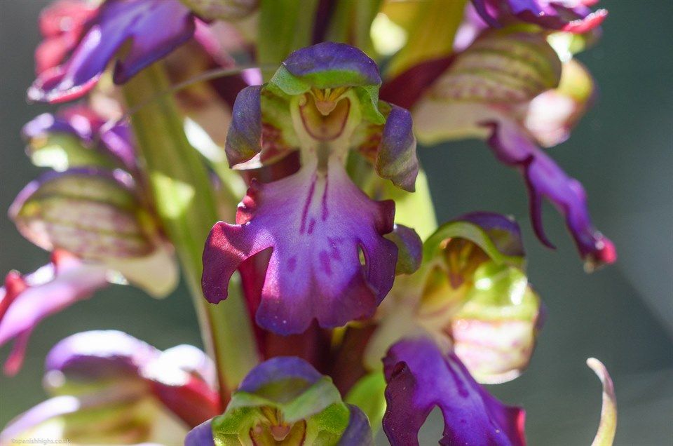 Giant orchid - Himantoglossum robertianum