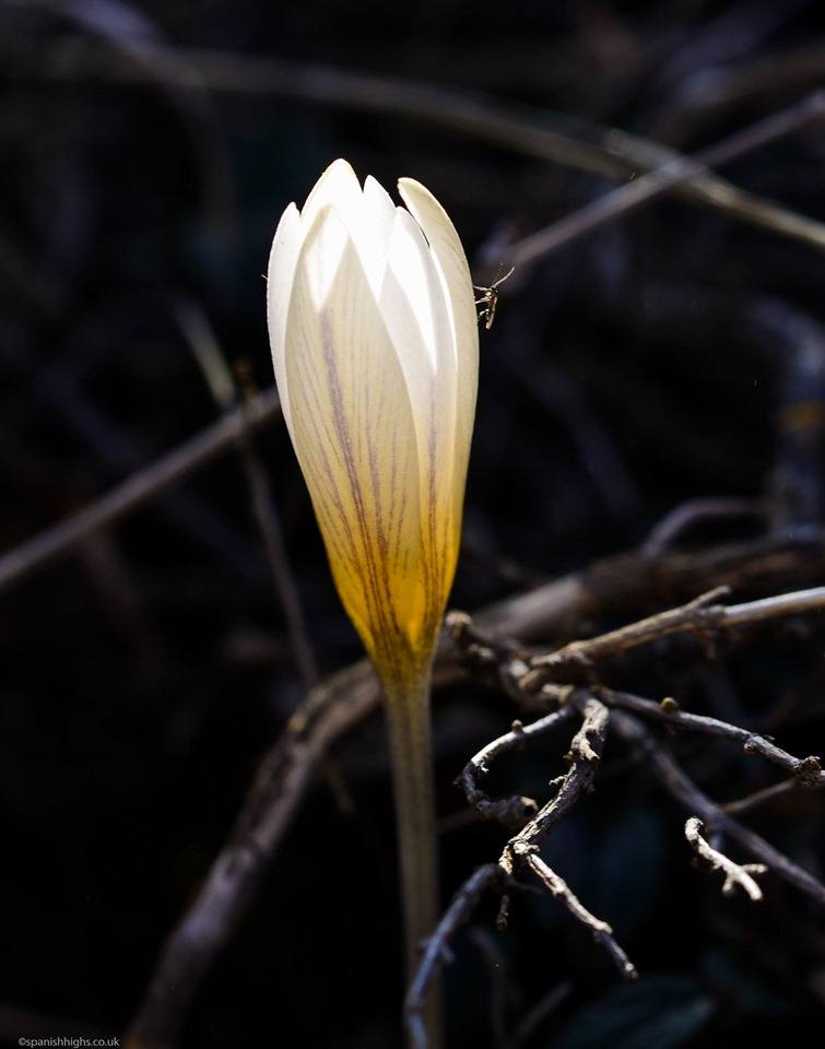 Crocus nevadensis