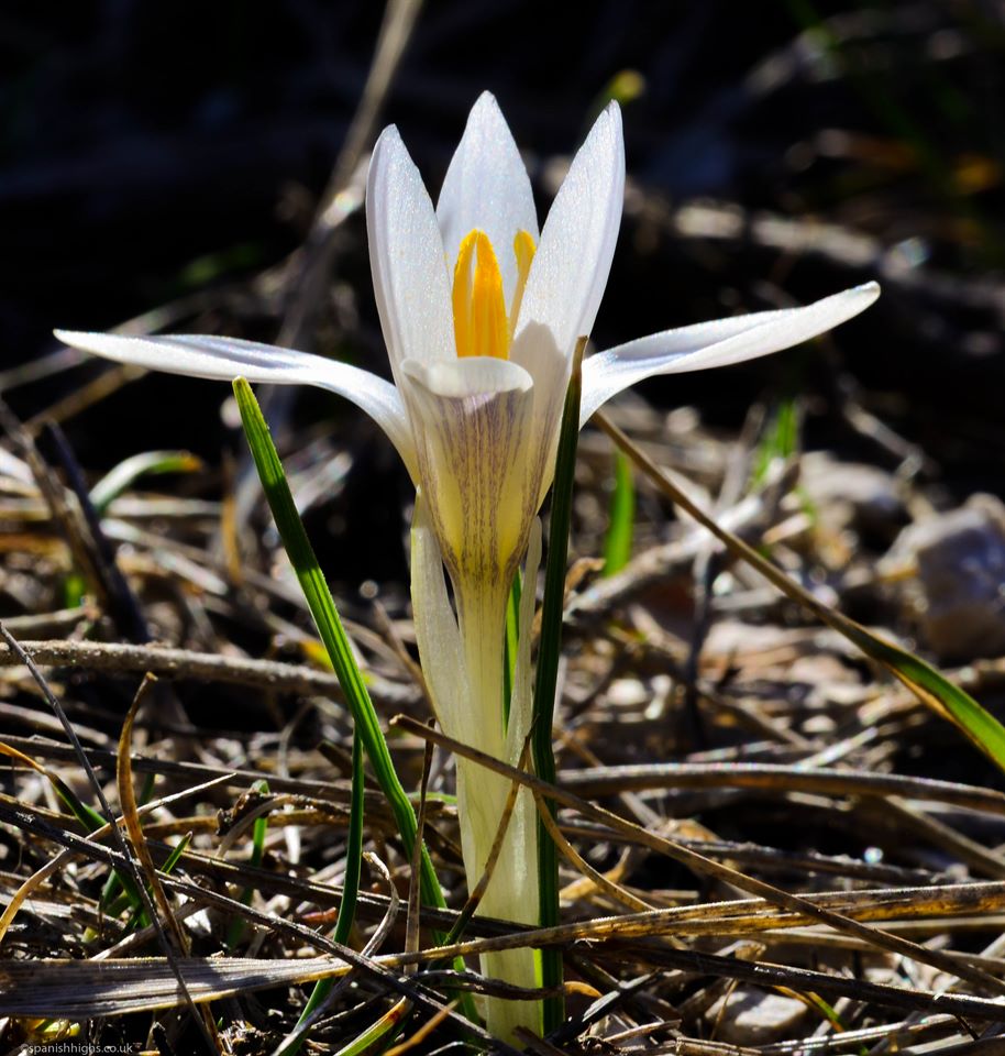 Crocus nevadensis