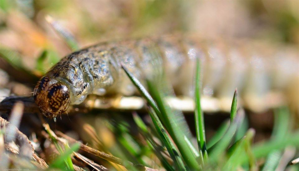If anyone recognises this caterpillar and knows what it will turn into, please let me know