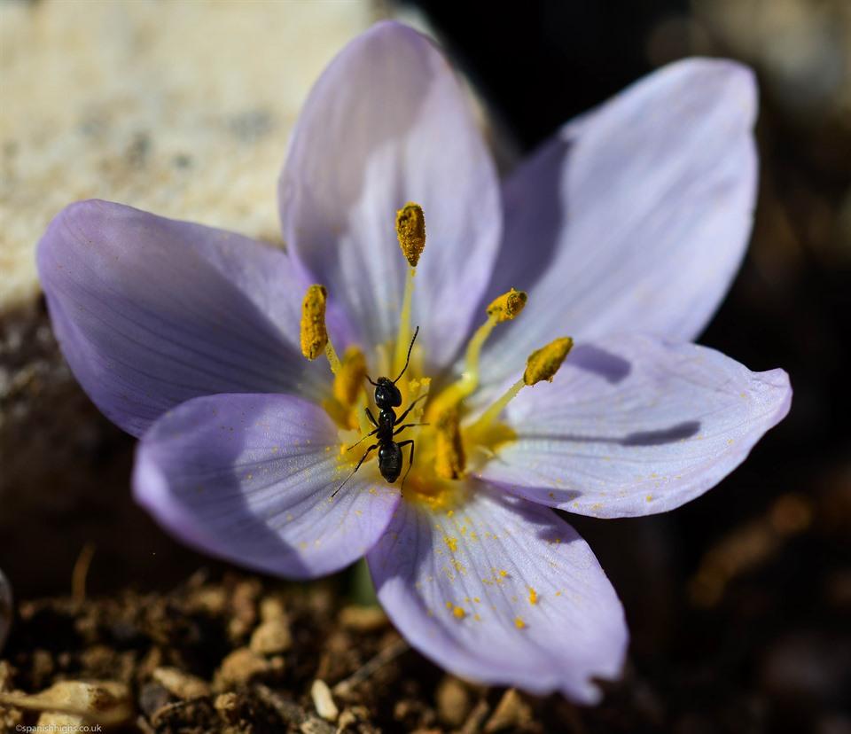 Another type of crocus but we have hit a deadend on the type